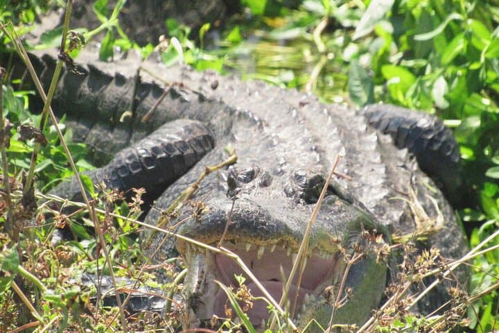 Brazos Bend Wildlife and Nature Tour: Half-Day Escape from Houston to Alligators and Oak Hammocks photo 3