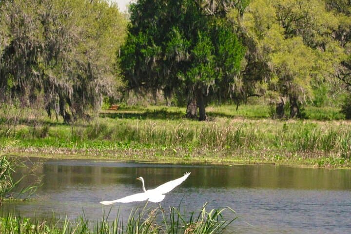 Brazos Bend Wildlife and Nature Tour: Half-Day Escape from Houston to Alligators and Oak Hammocks photo 4