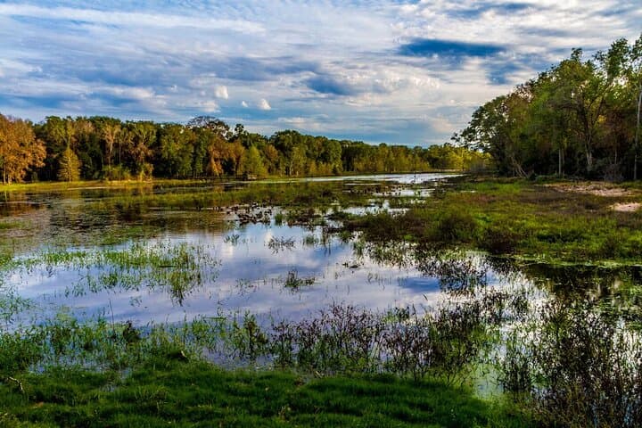 Brazos Bend Wildlife and Nature Tour: Half-Day Escape from Houston to Alligators and Oak Hammocks photo 5