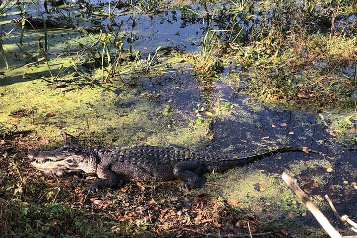 Brazos Bend Wildlife and Nature Tour: Half-Day Escape from Houston to Alligators and Oak Hammocks photo 6