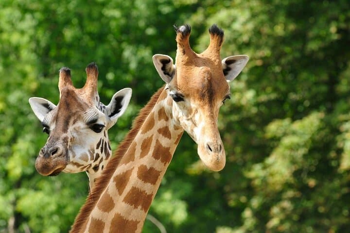 Paphos Zoo & Blue Lagoon Cruise with Local Guide — Day Tour from Paphos