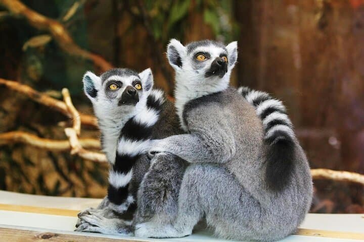 Paphos Zoo & Blue Lagoon Cruise with Local Guide — Day Tour from Paphos photo 3