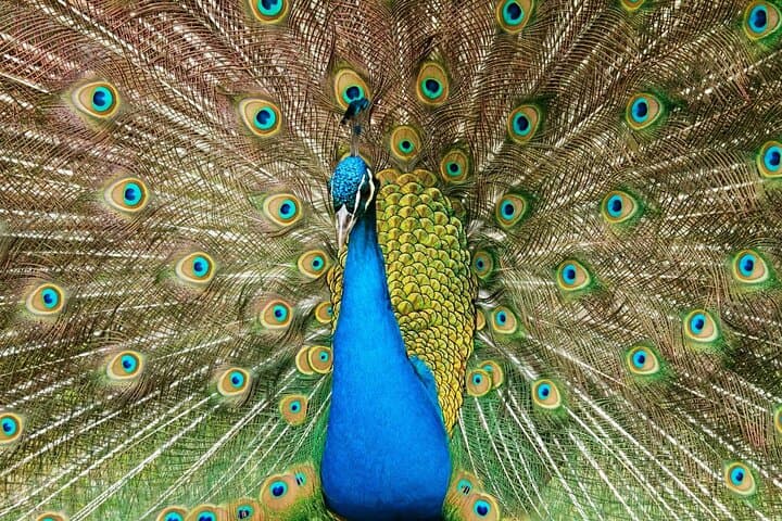 Paphos Zoo & Blue Lagoon Cruise with Local Guide — Day Tour from Paphos photo 6