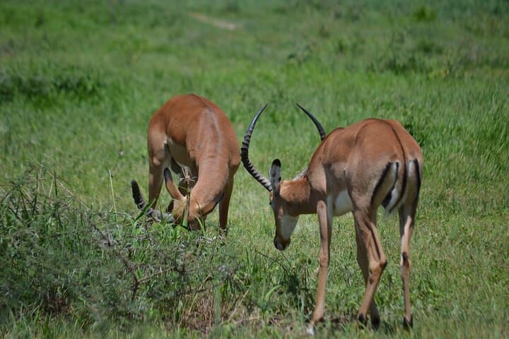 Arusha to Tarangire Safari: Culture, Baobabs & Big Game