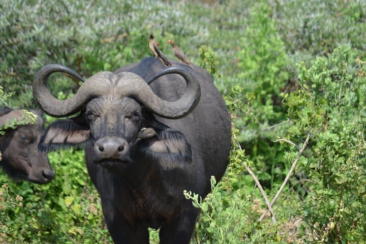 Arusha to Tarangire Safari: Culture, Baobabs & Big Game photo 2
