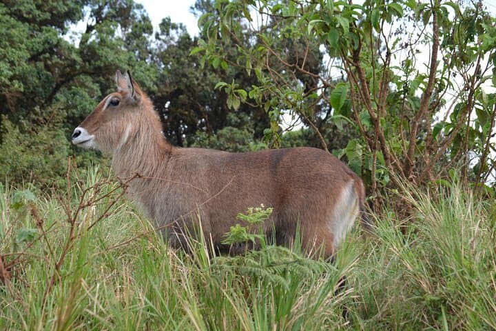 Arusha to Tarangire Safari: Culture, Baobabs & Big Game photo 3