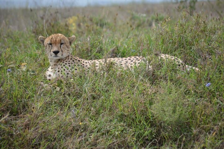 Arusha to Tarangire Safari: Culture, Baobabs & Big Game photo 4