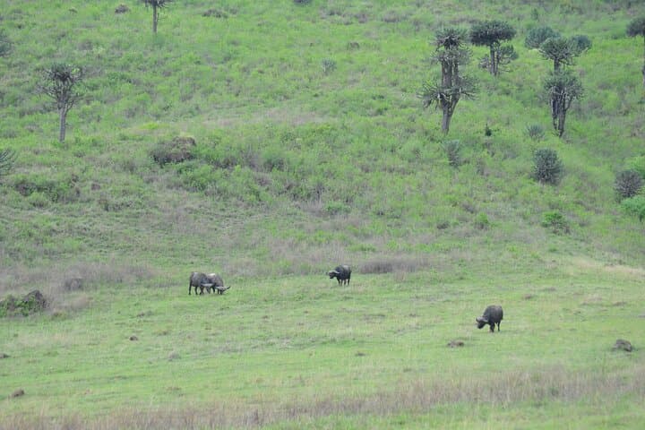 Arusha to Tarangire Safari: Culture, Baobabs & Big Game photo 5