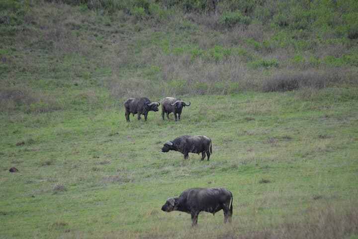 Arusha to Tarangire Safari: Culture, Baobabs & Big Game photo 6