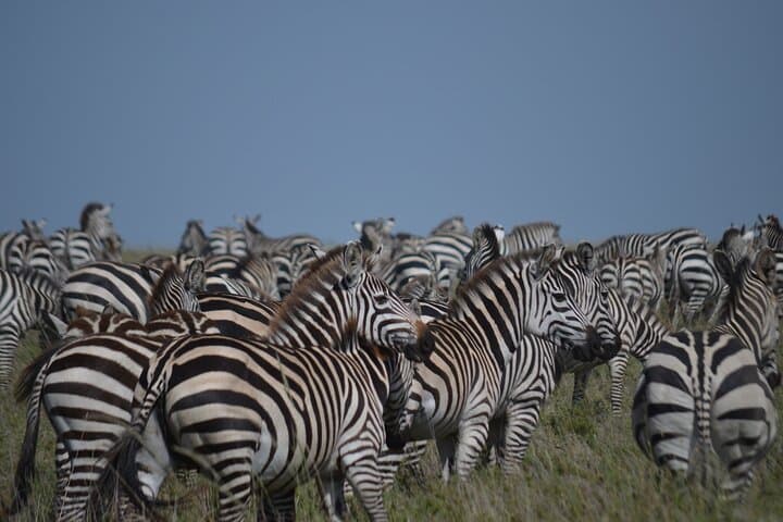 4-Day Great Migration Safari: Serengeti & Ngorongoro Camping Adventure photo 3