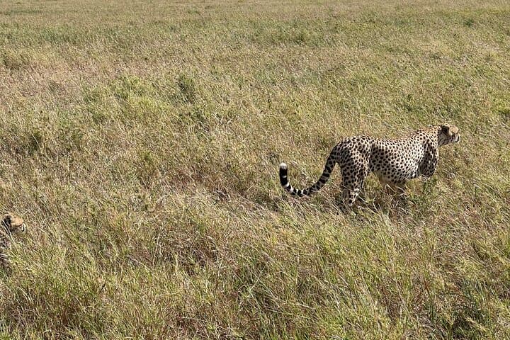Witness the Great Migration: 5-Day Serengeti & Ngorongoro Safari