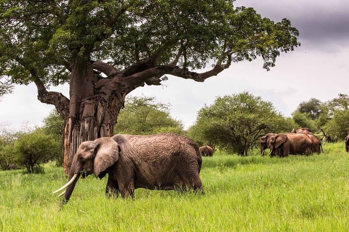 4-Day Tarangire, Serengeti & Ngorongoro Safari — Classic Northern Tanzania Game Drive