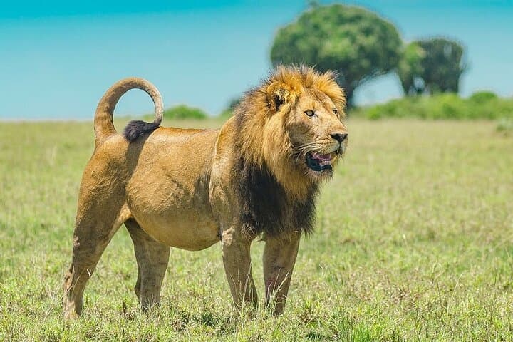 4-Day Tarangire, Serengeti & Ngorongoro Safari — Classic Northern Tanzania Game Drive photo 2