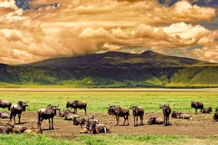 4-Day Tarangire, Serengeti & Ngorongoro Safari — Classic Northern Tanzania Game Drive photo 3