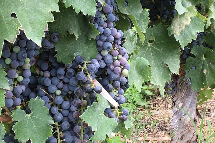 Mendoza City Tour with Cerro de la Gloria — Half-Day Parque General San Martín Highlights photo 3
