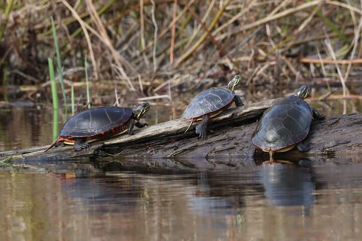 Petrie Island Kayak Tour — Turtle Watching on Ottawa's Ecological Reserve photo 4