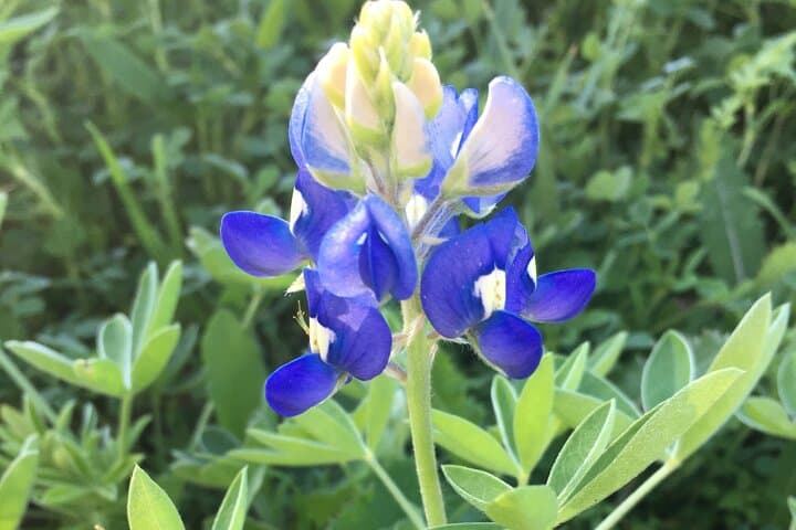 Greenbelter Safari Hikes: Barton Creek & Violet Crown Trail Urban Nature Walks