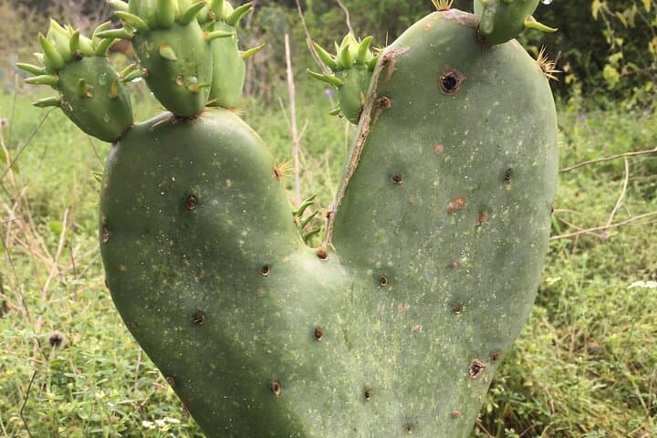 Greenbelter Safari Hikes: Barton Creek & Violet Crown Trail Urban Nature Walks photo 2