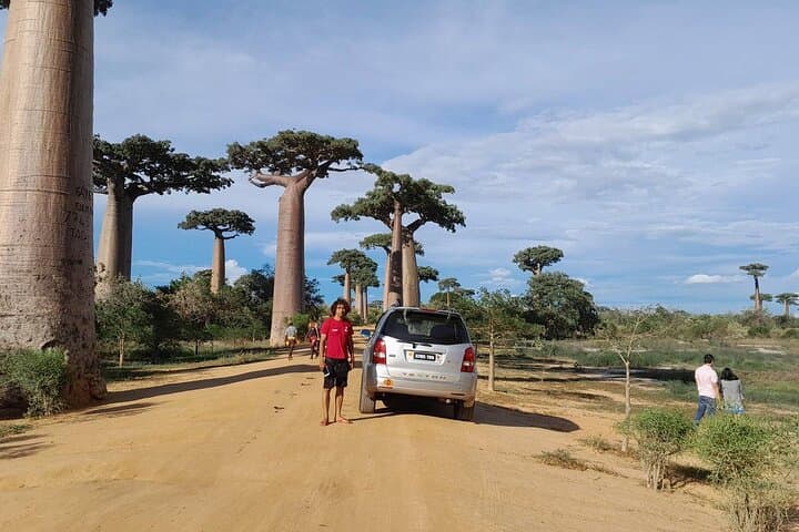 Kirindy Forest and Avenue of the Baobabs Day Tour from Morondava photo 2