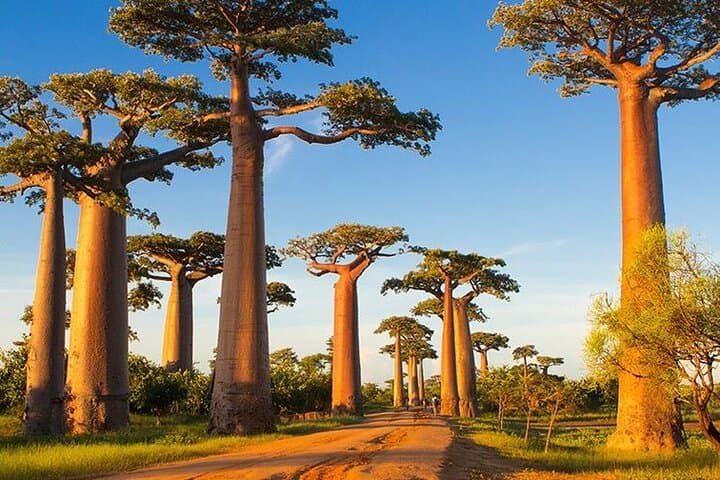 Kirindy Forest and Avenue of the Baobabs Day Tour from Morondava photo 3
