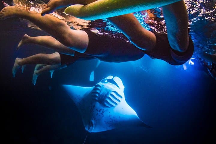 Kona Manta Ray Night Snorkel: Swim With Giant Oceanic Mantas photo 3