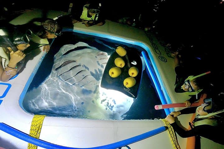 Kona Manta Ray Night Snorkel: Swim With Giant Oceanic Mantas photo 1