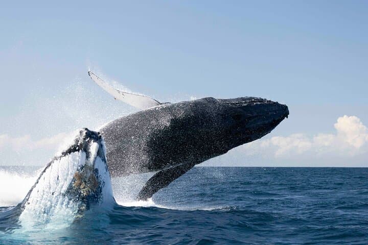 Byron Bay Whale Watching: Small-Group Marine Biologist Boat Tour