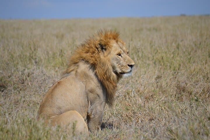 4-Day Great Migration Safari: Serengeti & Ngorongoro Camping Adventure