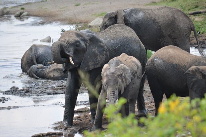 4-Day Great Migration Safari: Serengeti & Ngorongoro Camping Adventure photo 2