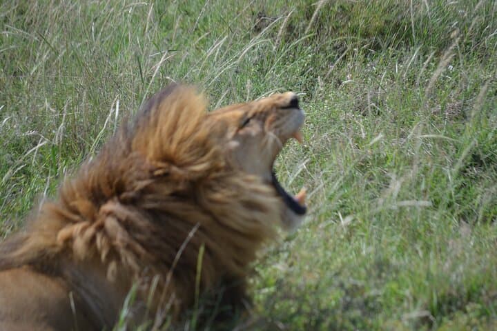 4-Day Great Migration Safari: Serengeti & Ngorongoro Camping Adventure photo 4