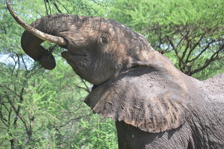 4-Day Great Migration Safari: Serengeti & Ngorongoro Camping Adventure photo 5