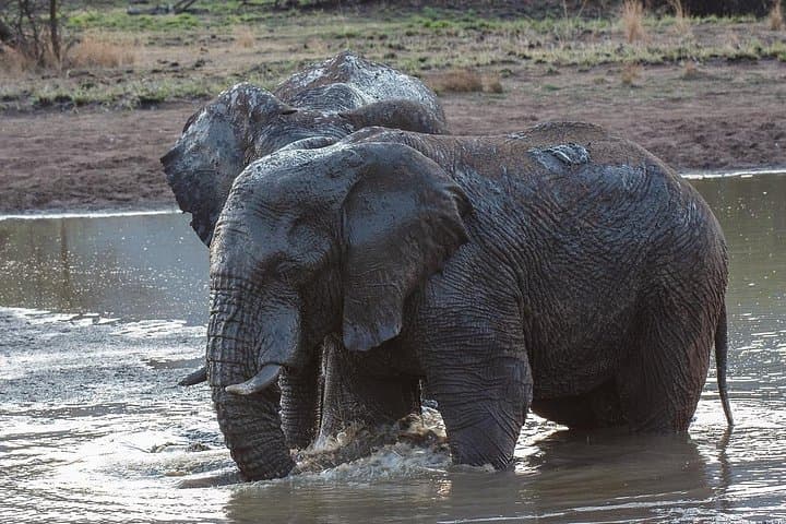 Pilanesberg National Park: Day Tours & Multi-Day Wildlife Safaris Near Johannesburg