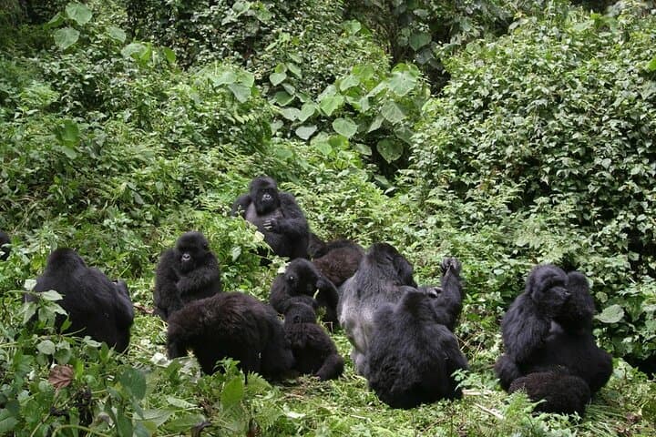 3-Day Gorilla Trekking & Batwa Cultural Safari in Bwindi Impenetrable photo 4
