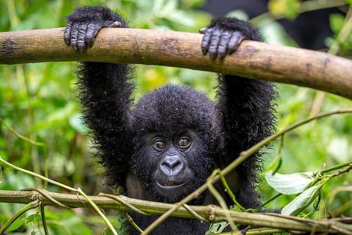 3-Day Gorilla Trekking & Batwa Cultural Safari in Bwindi Impenetrable photo 6