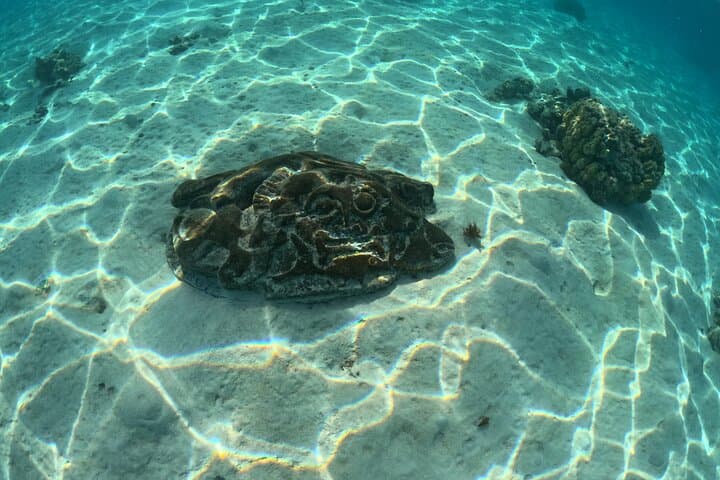 Moorea Private Lagoon Snorkeling: Stingrays, Sharks & Sea Turtles photo 6