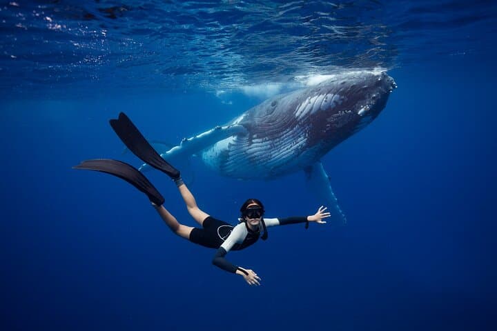 Swim with Humpback Whales off the Gold Coast — Small-Group Ocean Encounter photo 2