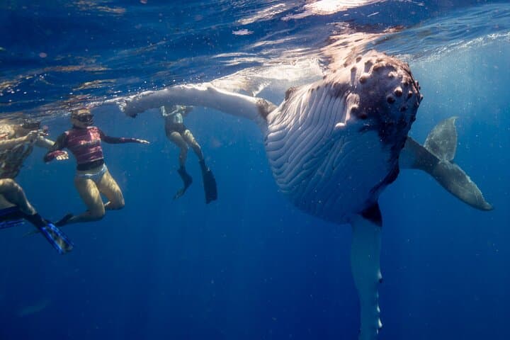 Swim with Humpback Whales off the Gold Coast — Small-Group Ocean Encounter photo 3