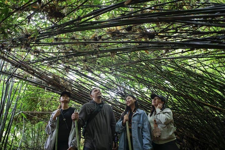 Forest Bathing on the Tanguile Trail at Mahagnao Lake, Leyte photo 2