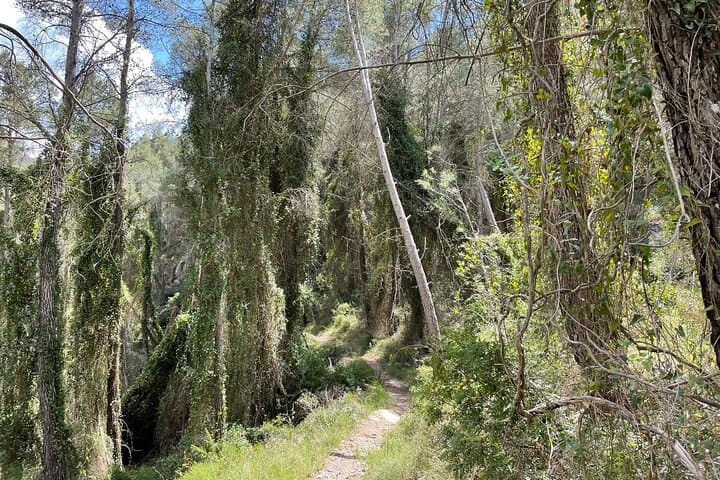 Montanejos Canyon Hike and Thermal Springs: Guided Day Trip from Valencia photo 4