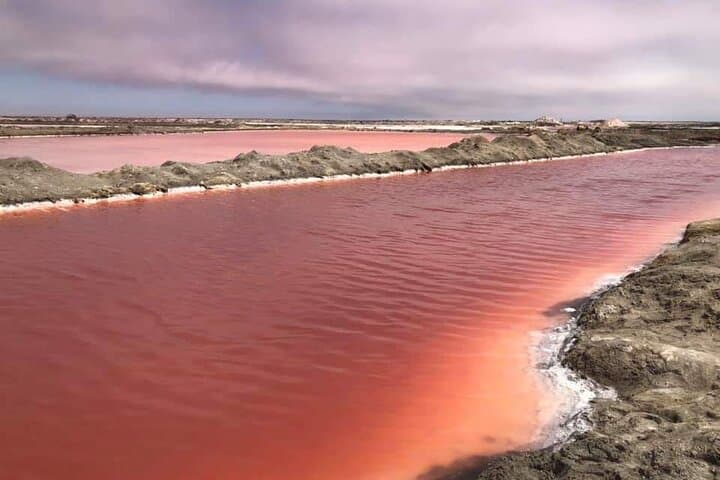 Sandwich Harbour: Seals, Flamingos & Dune-Drive Adventure from Walvis Bay photo 4