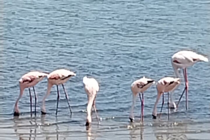 Sandwich Harbour: Seals, Flamingos & Dune-Drive Adventure from Walvis Bay photo 5
