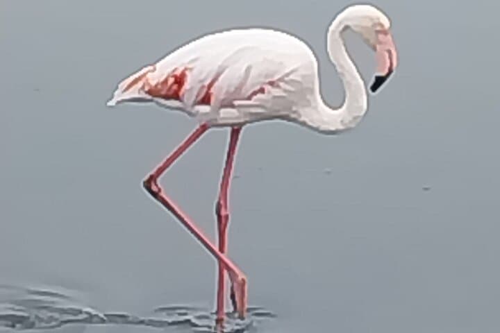 Sandwich Harbour: Seals, Flamingos & Dune-Drive Adventure from Walvis Bay photo 6