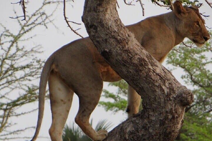 Coastal Safari: Saadani National Park & Historic Bagamoyo 2-Day Tour