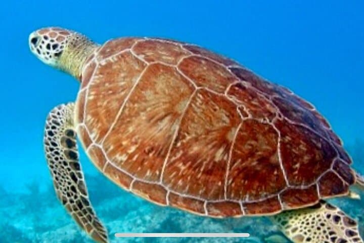 St. John Turtle Snorkel Day Sail from Cruz Bay — Private Boat & Lunch Included photo 2