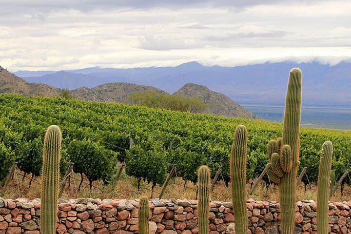Salta to Cafayate: Drive Through Quebrada de las Conchas and Torrontés Tasting photo 3