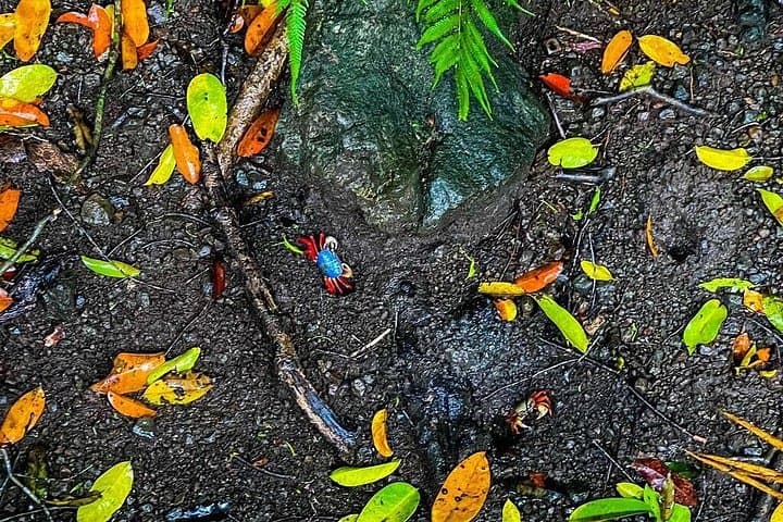 Manuel Antonio Day Trip from San José: Rainforest Trails, Beaches & Wildlife photo 4