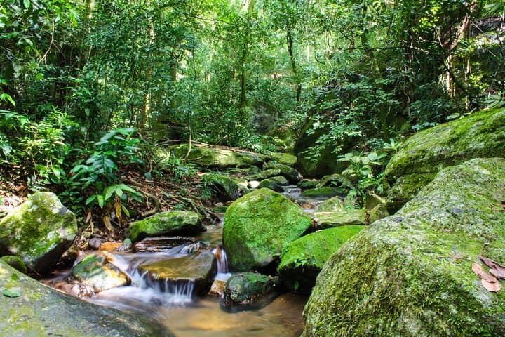 Half-Day Private Tour in Tijuca National Park — Pedra Bonita, Waterfalls & São Conrado photo 6