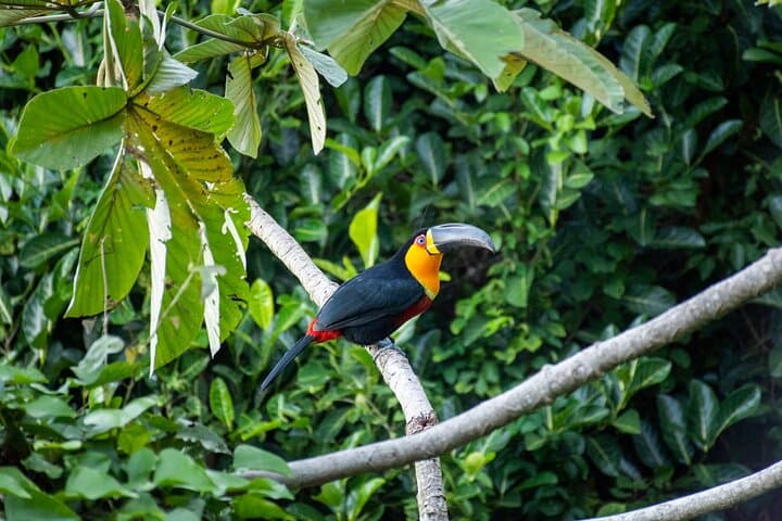 Half-Day Private Tour in Tijuca National Park — Pedra Bonita, Waterfalls & São Conrado photo 5