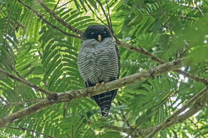 Bogarin Trail Sloth Guided Tour – La Fortuna Rainforest Walk & Wildlife Viewing photo 2