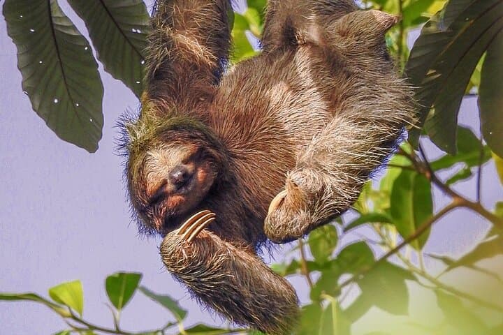 Bogarin Trail Sloth Guided Tour – La Fortuna Rainforest Walk & Wildlife Viewing